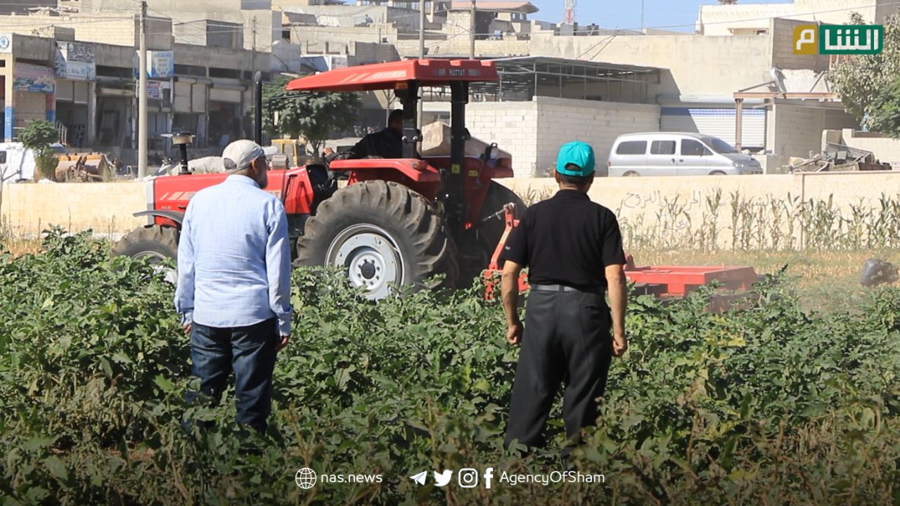الضابطة الزراعية في وزارة الزراعة والري تتلف مزروعات مروية بمياه الصرف الصحي على أطراف مدينة إدلب.